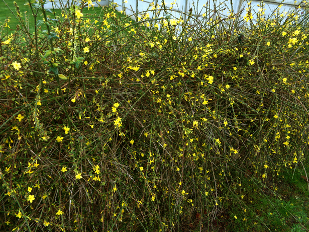 Jasmin d'hiver