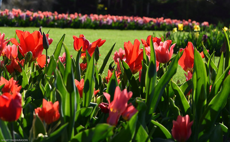 Parterre plantes bulbeuses