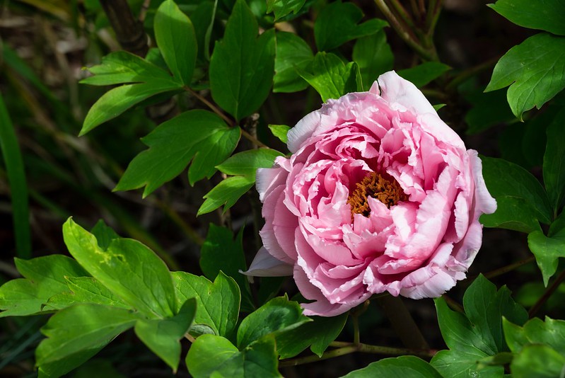Pivoine